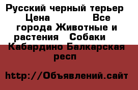 Русский черный терьер › Цена ­ 35 000 - Все города Животные и растения » Собаки   . Кабардино-Балкарская респ.